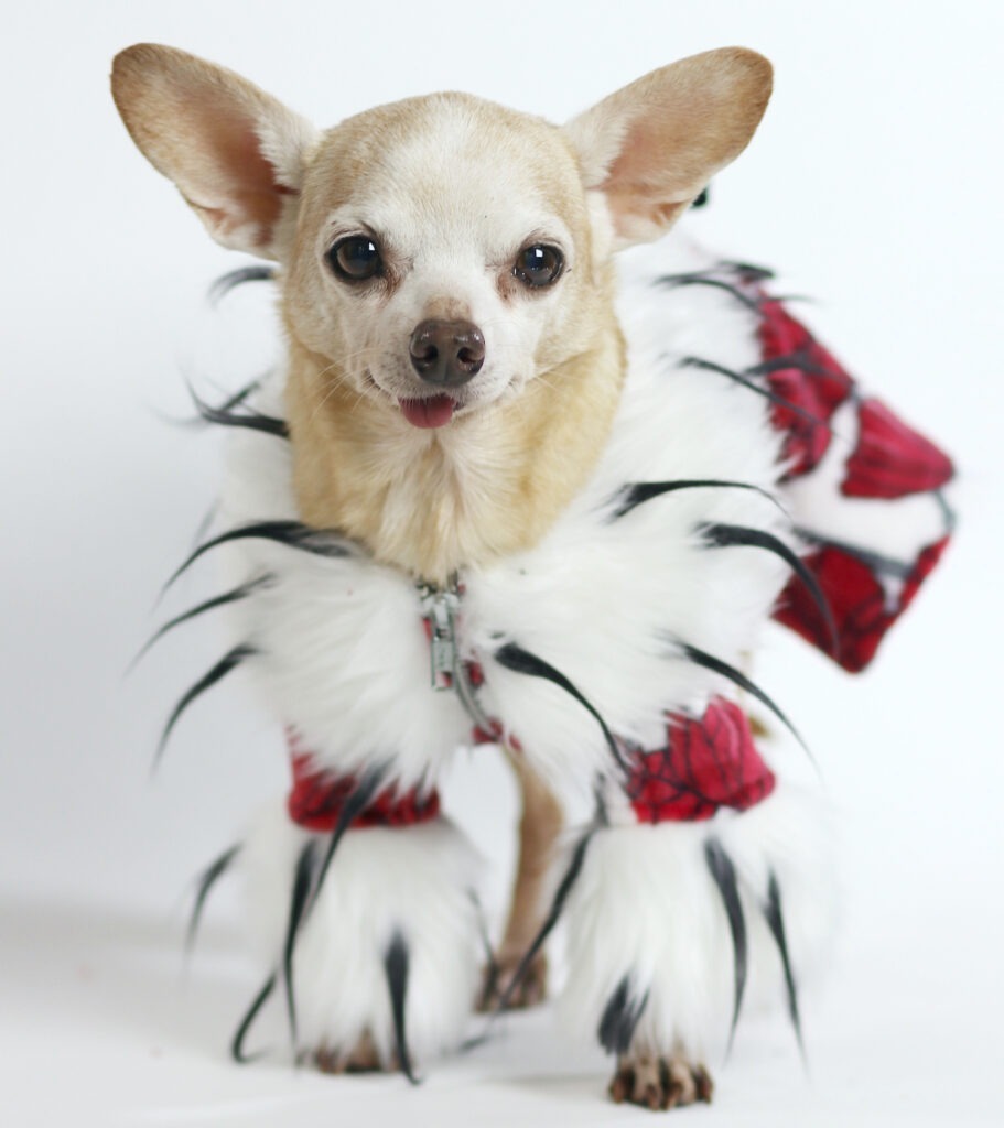 LOLA AND POOCH, style for a price at Christmastime